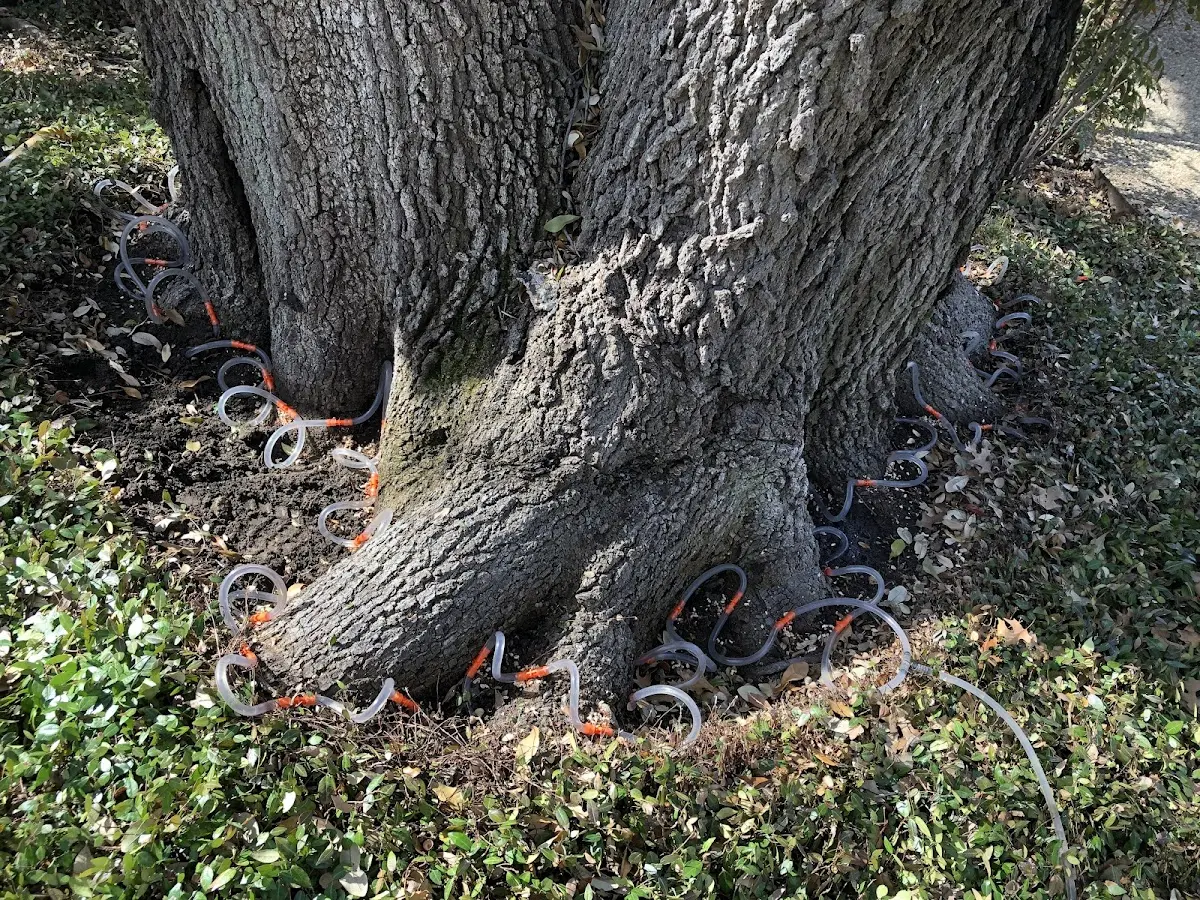 Detailed Shrub and Hedge Trimming job site in Mallory