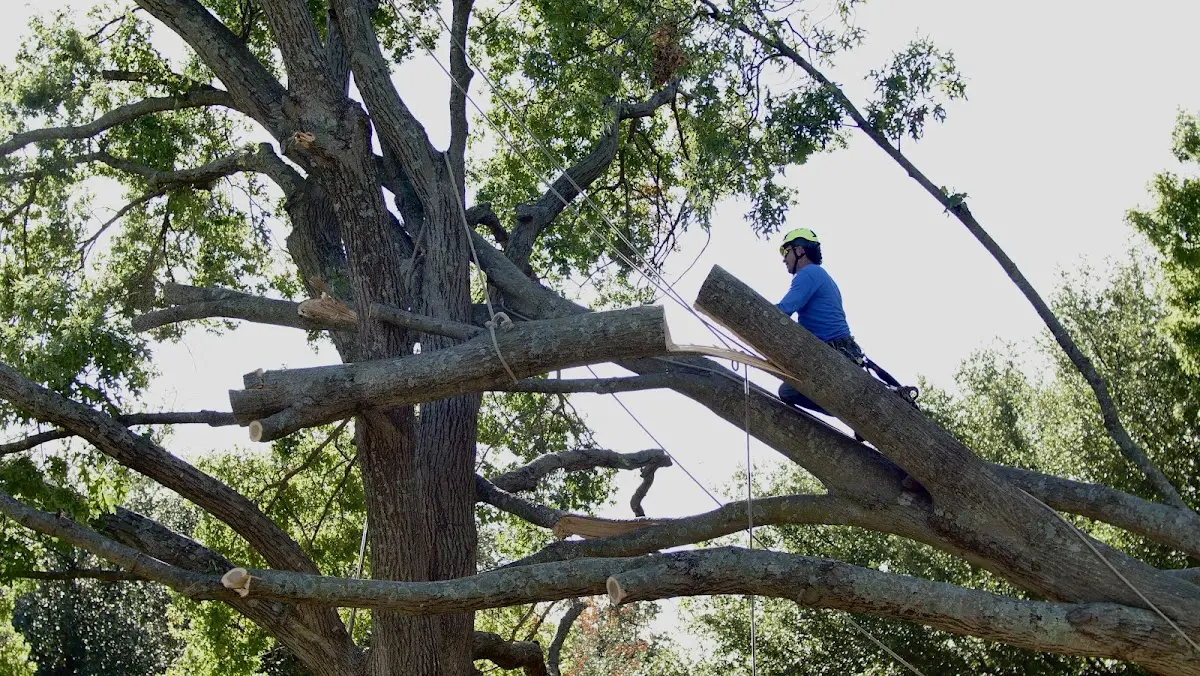 Professional Hazardous Tree Removal performed by certified arborists in Mallory