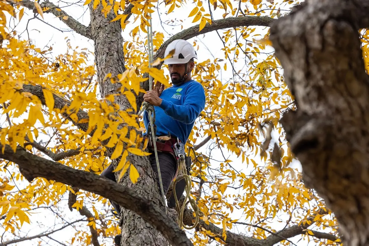 Skilled Storm Damage Cleanup crew working in Mallory