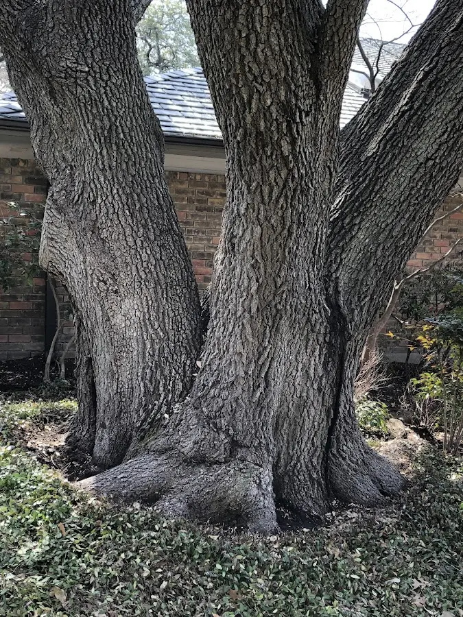 Mature heritage tree close to a Mallory property cared for by certified arborists